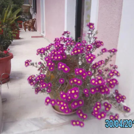 Eva House * Petrití